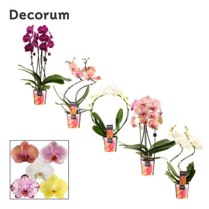 Mixed Phalaenopsis Orchid – 2 Stems, 12cm Pot