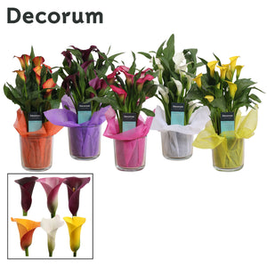 Mixed Zantedeschia Calla Lily – 12cm Pot