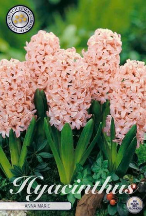 Hyacinth ‘Anna Marie’ – Pink Flowering Bulb