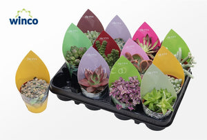 Mixed Succulent Pot Cover – 8.5cm Pot