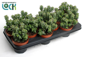 String of Buttons (Crassula perforata) – 10.5cm Pot