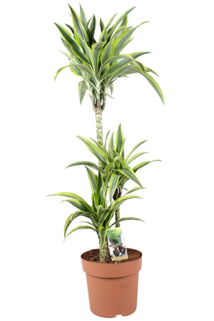 Lemon Lime Dracaena (Dracaena fragrans) – 24cm Pot