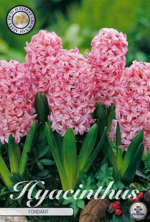 Delft Blue Hyacinth Bulbs (Hyacinthus orientalis) – Pack of 5