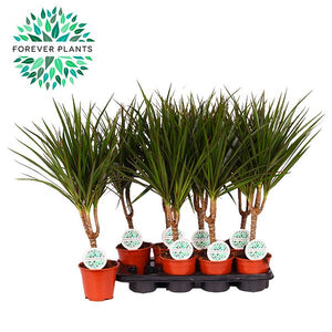Dragon Tree (Dracaena marginata) – 14cm Pot