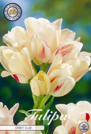 Tulipa Multiflora ‘Candy Club’ Flower Bulbs – 7 Bulbs