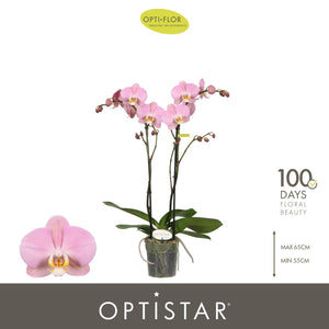 White Phalaenopsis Orchid ‘Sorano’ – 2 Stem, 12cm Pot