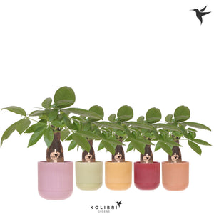 Money Tree (Pachira aquatica) – 9cm Ceramic Marrakesh Pot
