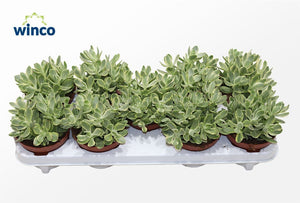 Crassula ‘Ruthus’ Variegata – 12cm Pot