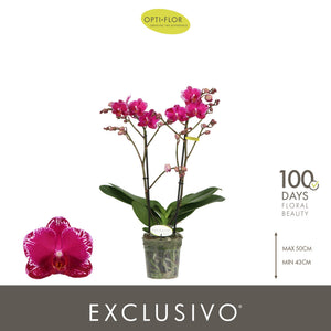 Asian Violin Phalaenopsis Orchid – 12cm Pot, 45cm