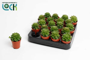 Echeveria Succulent – 5.5cm Pot