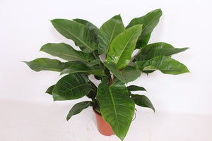 Philodendron Imperial Green – 27cm Pot