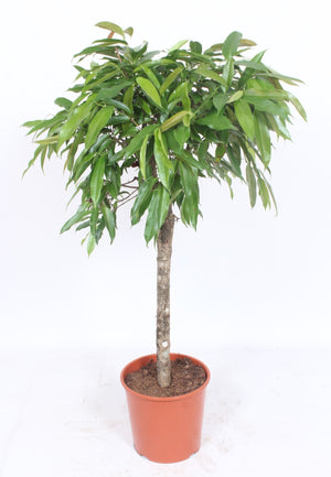 Ficus Amstel King Standard Tree – 30cm Pot, 140cm High