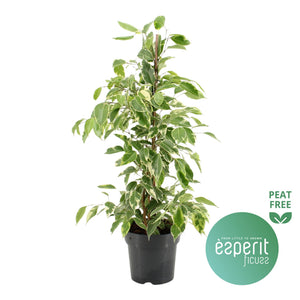 Ficus ‘Golden King’ – 17cm Pot, 70cm Tall