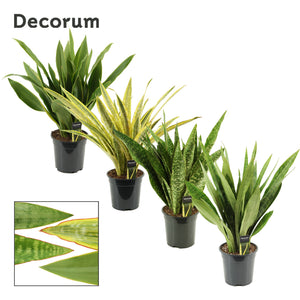 Snake Plant (Sansevieria aubrytiana) – 19cm Pot