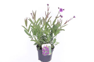 Venosa Verbena (Verbena rigida) – 13cm Pot