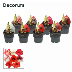 Striped Hippeastrum (Amaryllis) – 14cm Pot
