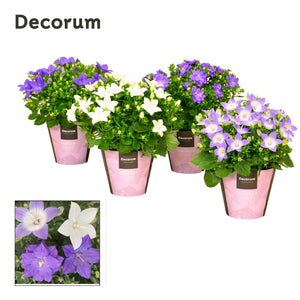 Mixed Campanula Flowering Plant – 11cm Pot
