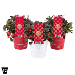 Gaultheria Big Berry – 13cm Pot
