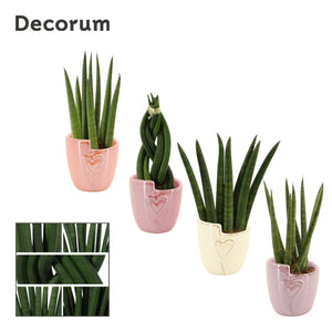 Sansevieria cylindrica – 6cm Pot, 16cm High