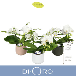White Phalaenopsis Orchid – 2 Stem, 12cm Pot
