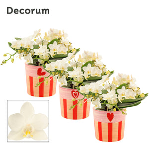 White Phalaenopsis Orchid – 4 Stem, 12cm Ceramic Pot