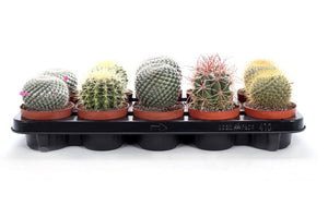 Mixed Cactus Collection – 10.5cm Pot