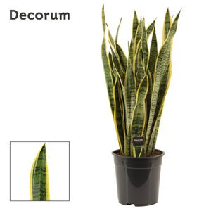 Laurentii Snake Plant (Sansevieria trifasciata) – 24cm Pot, 85cm Tall