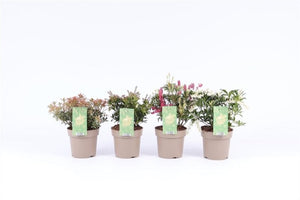 Pieris japonica Mixed Garden Plant – 17cm Pot