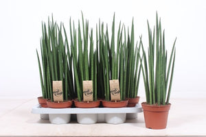 Mikado Sansevieria – 14cm Pot, 55cm High