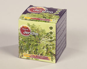 Rose of Jericho (Selaginella) – 10cm Gift Box
