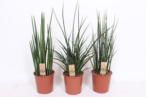Cylindrical Snake Plant (Sansevieria cylindrica) – 19cm Pot
