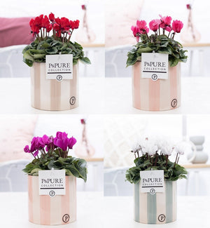 White Cyclamen (Cyclamen persicum) – 14cm Pot