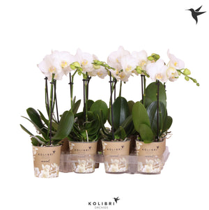 White Phalaenopsis Orchid ‘Kolibri Amabilis’ – 9cm Pot