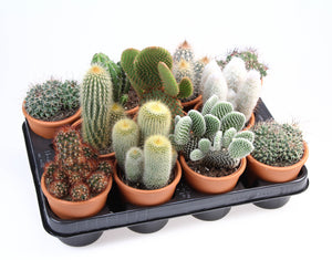 Mixed Cactus Collection in Ceramic Rose Pot – 10cm