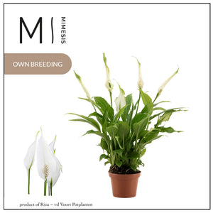 White Peace Lily (Spathiphyllum) – 6.5cm Pot