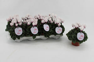 White Small-Flowered Cyclamen persicum – 10.5cm Pot