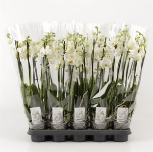 White Phalaenopsis Orchid – 3 Stem, 12cm Pot