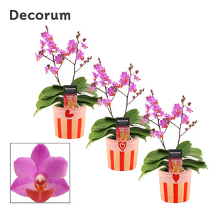 Purple Phalaenopsis Orchid – 2 Stem, 12cm Ceramic Pot