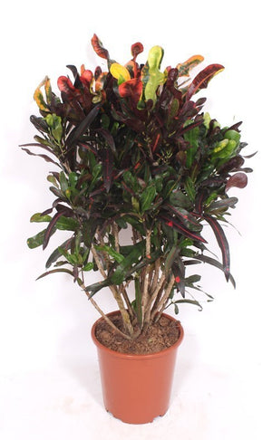 Large-Leaved Croton (Codiaeum variegatum) – 27cm Pot