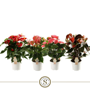 Mixed Anthurium Houseplant – 14cm Pot, 50cm High