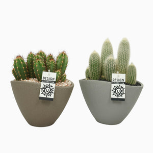 Mixed Cactus Arrangement in Oval Ceramic Pot – 25cm