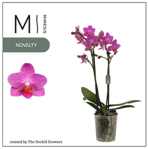 Mixed Phalaenopsis Orchid – 2 Stem, 9cm Pot