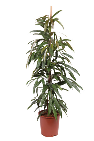 Ficus ‘Amstel King’ – 27cm Pot, Approx. 135cm High