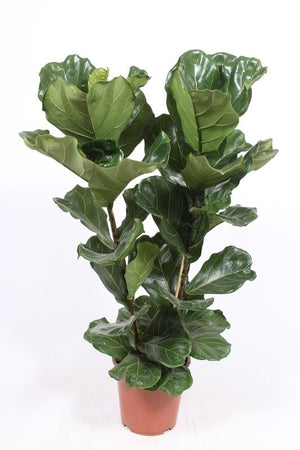 Fiddle Leaf Fig (Ficus lyrata) – 27cm Pot, 110cm