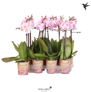 White Phalaenopsis Orchid – 2 Stem, 9cm Pot