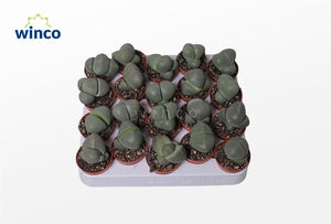 Pleiospilos nelii Living Stone Plant – 5.5cm Pot