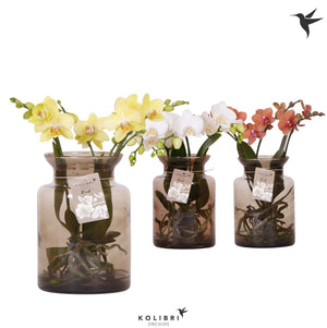 Mixed Phalaenopsis Orchid – 3 Stems, 16cm Pot