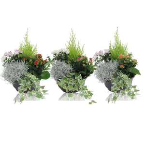 Round Zinc Plant Arrangement – 21cm Pot
