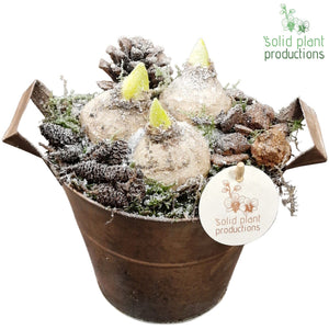 Hyacinth Arrangement in Antique Zinc Pot – 16cm
