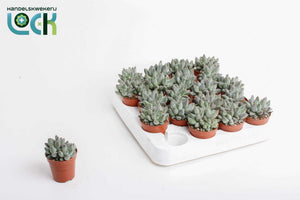 Echeveria 'Hookeri' Succulent – 5.5cm Pot